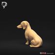 Dachshund-Miniature-Smooth-Haired-Pose-06-Dog-3D-Print-7s.jpeg Teckel miniature à poil lisse Pose 06