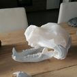 IMG_20191215_130943.jpg Cave Bear skull - Ursus spelaeus