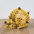 IMG_3754.jpg Honeycomb Skull