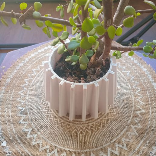 20250909_181404.jpg Flowerpot MaZ12