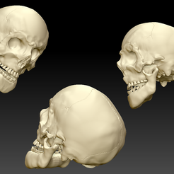 Human Skull with Mandible- display pic.png Fichier OBJ Crâne et mandibule humains・Objet pour impression 3D à télécharger