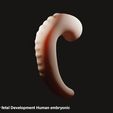 Early.jpg 3D file Early fetal Development Human embryonic・3D printing idea to download