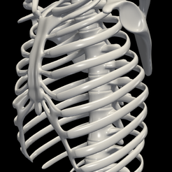 1.png 3D Model of Ribs Cage