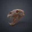 Ursus_Maritimus_3Demon.565.jpg Realistic Animal Skull Collection