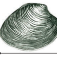 Clam.png Blue Crab and Clam Gauge - NJ Regulations