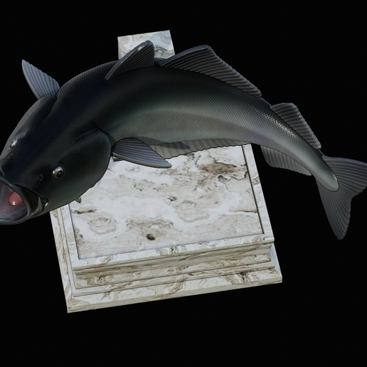 coalfish-open-mouth-statue-box-16.png COALFISH / POLLACHIUS VIRENS trophy with storage space for 3d printing