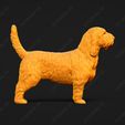 1014-Basset_Griffon_Vendeen_Petit_Pose_01.jpg Basset Griffon Vendeen Petit Dog 3D Print Model Pose 01