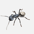 ant5.png ANT PRINT-IN-PLACE