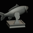 common-carp-trophy-2-2-1-31.png COMMON CARP (CYPRINUS CARPIO) fish in motion trophy statue detailed texture for 3d printing