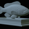 White-grouper-statue-34.png fish white grouper / Epinephelus aeneus statue detailed texture for 3d printing