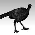 5345345345.jpg bird Turkey