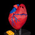 Heart-Anatomical-Model-4.jpg Heart Anatomical Model