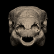 4.png Edmontonia Skull