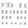 Karyotype_Wireframe.png Human Karyotype - Male and Female