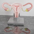 Utero-CULTS.png UTERUS AND OVARY  FOR HUMAN ANATOMY STUDY