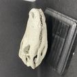 Crocodile Skull