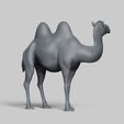 R05.jpg bactrian camel pose 02