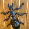 image2.jpeg STL file GIANT ANT・3D printable model to download