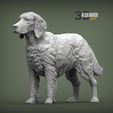Irish-red-setter-1.jpg Irish red setter 3D print model
