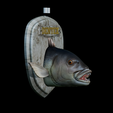 Dentex-head-trophy-6.png fish head trophy Common dentex / dentex dentex open mouth statue detailed texture for 3d printing