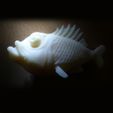 fish-lightbox.jpg Fish