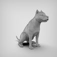 00.8.jpg American Pitbull Pose 02