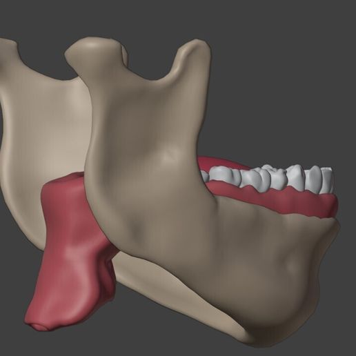 3D Dental Model of Teeth - Cross Section・ STL File for 3D printing・Cults