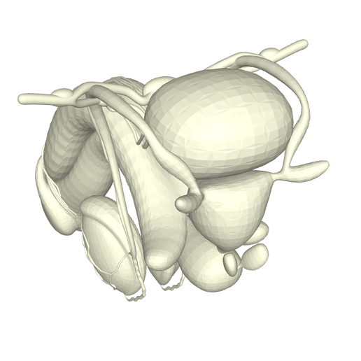 realistic-3d-anatomical-model-of-the-male-reproductive-system-stl