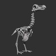 dodoCaptureFinal.jpg Archivo STL Esqueleto de dodo (preciso y con todo lujo de detalles)・Design para impresora 3D para descargar
