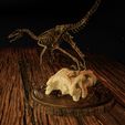 Velo-6.jpg Velociraptor Skeleton Diorama with T-Rex