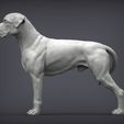 boxer4.jpg Boxer dog 3D print model