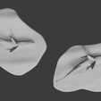 Top-down-Whaleshark.png Remora with Whaleshark Wall Art