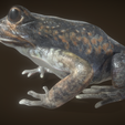 3.png Frog