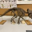 Squelette de bébé Triceratops Part01/07
