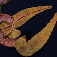 hepato-biliary-tract-pancreas-gallbladder-3d-model-blend-28.jpg Hepato biliary tract pancreas gallbladder 3D model