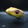3589031356.jpg Earth snake - Pantherophis obsoletus portrait