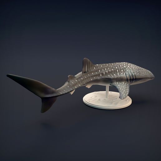 Whale_shark_5.jpg 3D-Datei Walhai・Design zum Herunterladen und 3D-Drucken, AnimalDenMiniatures