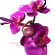 z.jpg Orquídea Pink Phalaenopsis Orchid FLOWER Kasituny Orchid 3D MODEL butterfly Orquídea rosada ROSSE CHARMANDER BULBASAUR