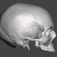 Screenshot-2024-04-04-145143.png Anatomically correct human skull