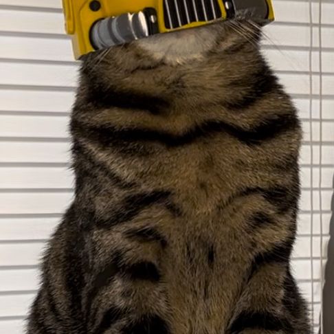 IMG_3737.jpeg SpaceMarine Cat Helmet Mark VIII