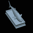 Greater-Amberjack-statue-47.png fish greater amberjack / Seriola dumerili statue detailed texture for 3d printing