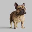 French-Bulldog.1764.jpg French Bulldog,Frenchie - STL & VRML COLOR FORMAT !- DOG BREED - SITTING POSE - 3D PRINT MODEL