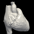 13.png 3D Model of Heart (2.3.4.5 chamber view) - 4 pack