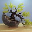 WhatsApp-Image-2023-06-11-at-22.12.21-2.jpeg Bonsai Trunk and Stone Pot