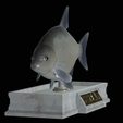Bream-statue-6.png fish Common bream / Abramis brama statue detailed texture for 3d printing