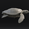 4.png Green sea turtle