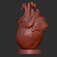 3.jpg Human Heart