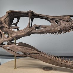 Full size Velociraptor skeleton Part05/05