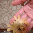 Halloween Spider and Bat Cookie Cutters