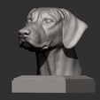 rhodesian-ridgeback-bust6.jpg Rhodesian ridgeback bust 3D print model